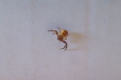 Улыбающийся паук краб - Thomisidae (Synema???)