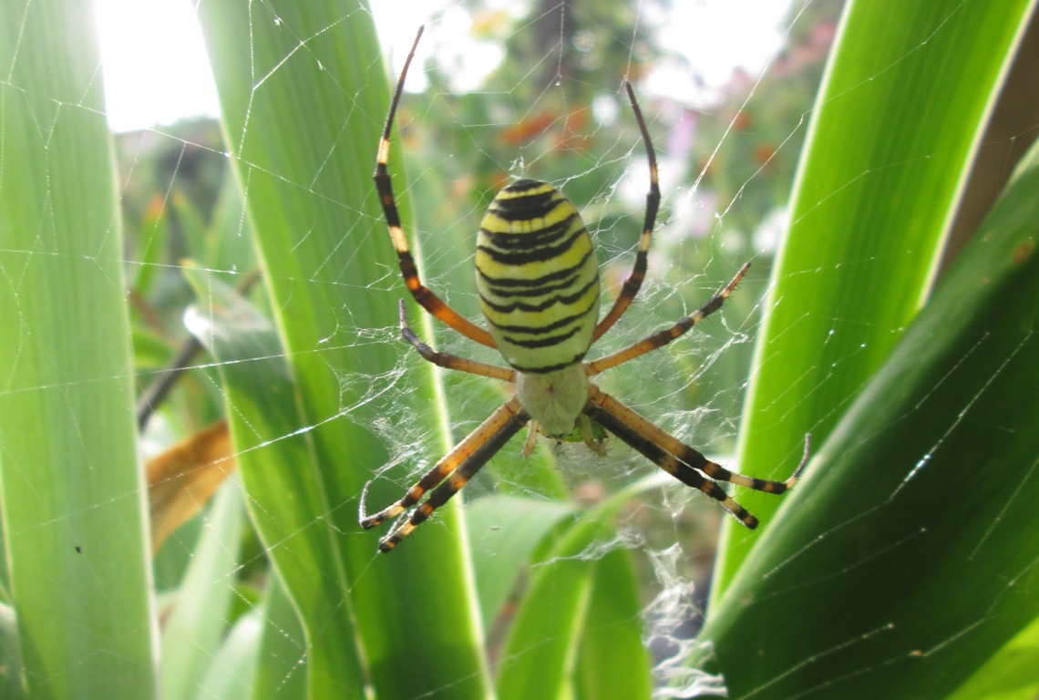 Пауки астрахани и астраханской области фото Аргиопа Брюнниха(Argiope bruennichi) Паук оса - Альбомы пользователей - Форум.Ас