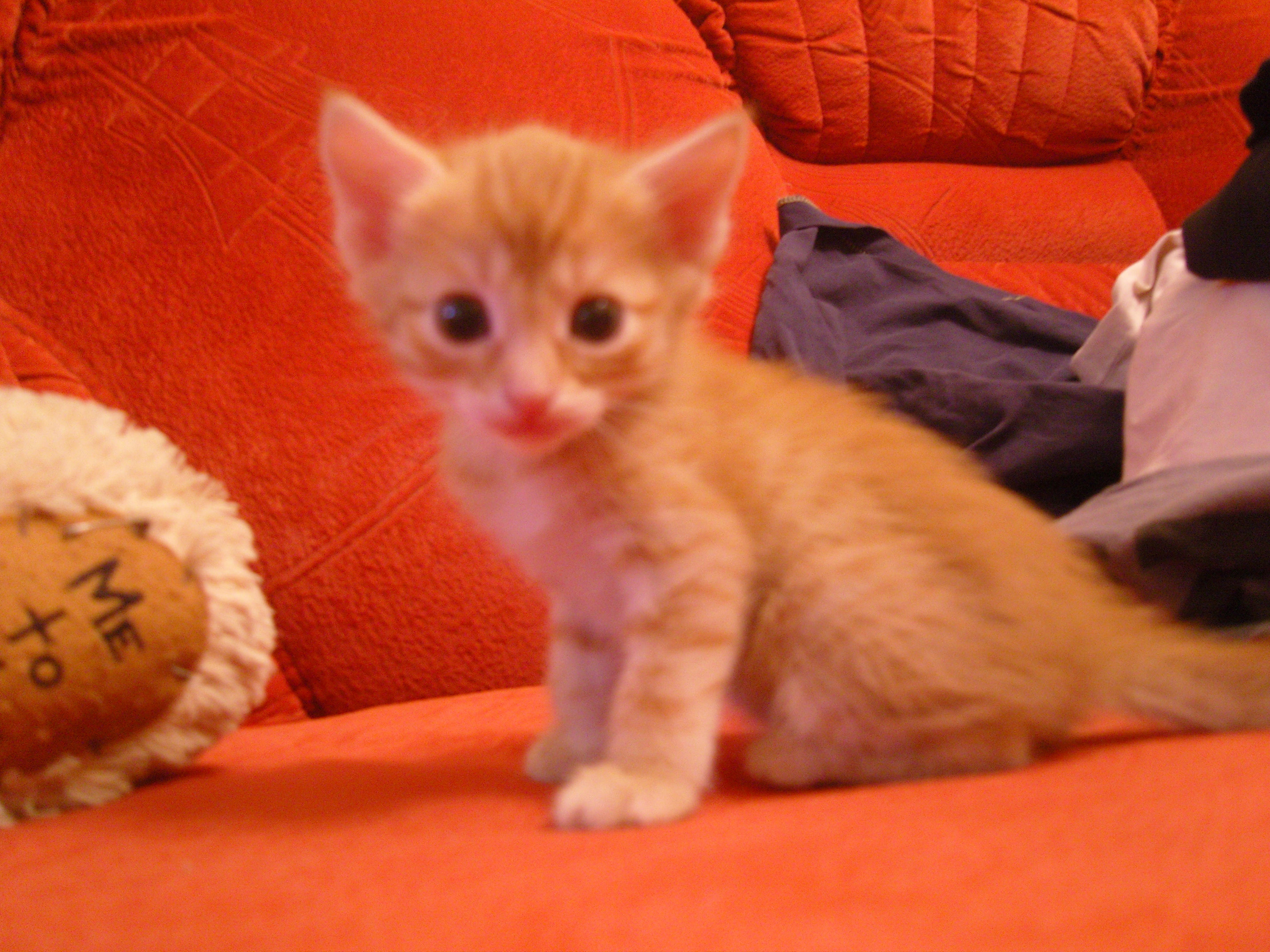 Кот живой купить. Шестимесячный котенок. Пятимесячный котенок. Полугодовалый котенок фото. Оранжевый котенок мальчик.