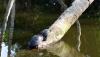 post-13274-0-85456500-1372169647_thumb.jpg