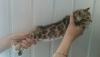 post-27774-0-96264600-1440442318_thumb.jpg