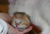 post-53579-0-41724500-1415794293_thumb.jpg
