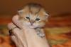 post-53579-0-81956700-1415996357_thumb.jpg