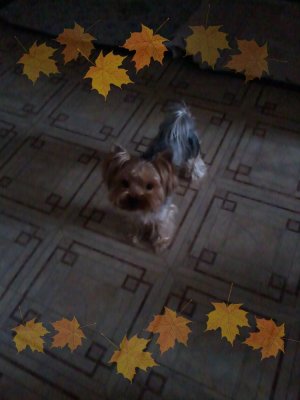 Кузя -осень листики.jpeg