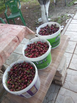 Черешня.JPG