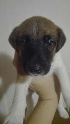 WhatsApp Image 2018-03-06 at 11.52.29.jpeg