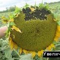 Семечки