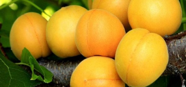 abrikos-sorta-medovyy-700x329.jpg