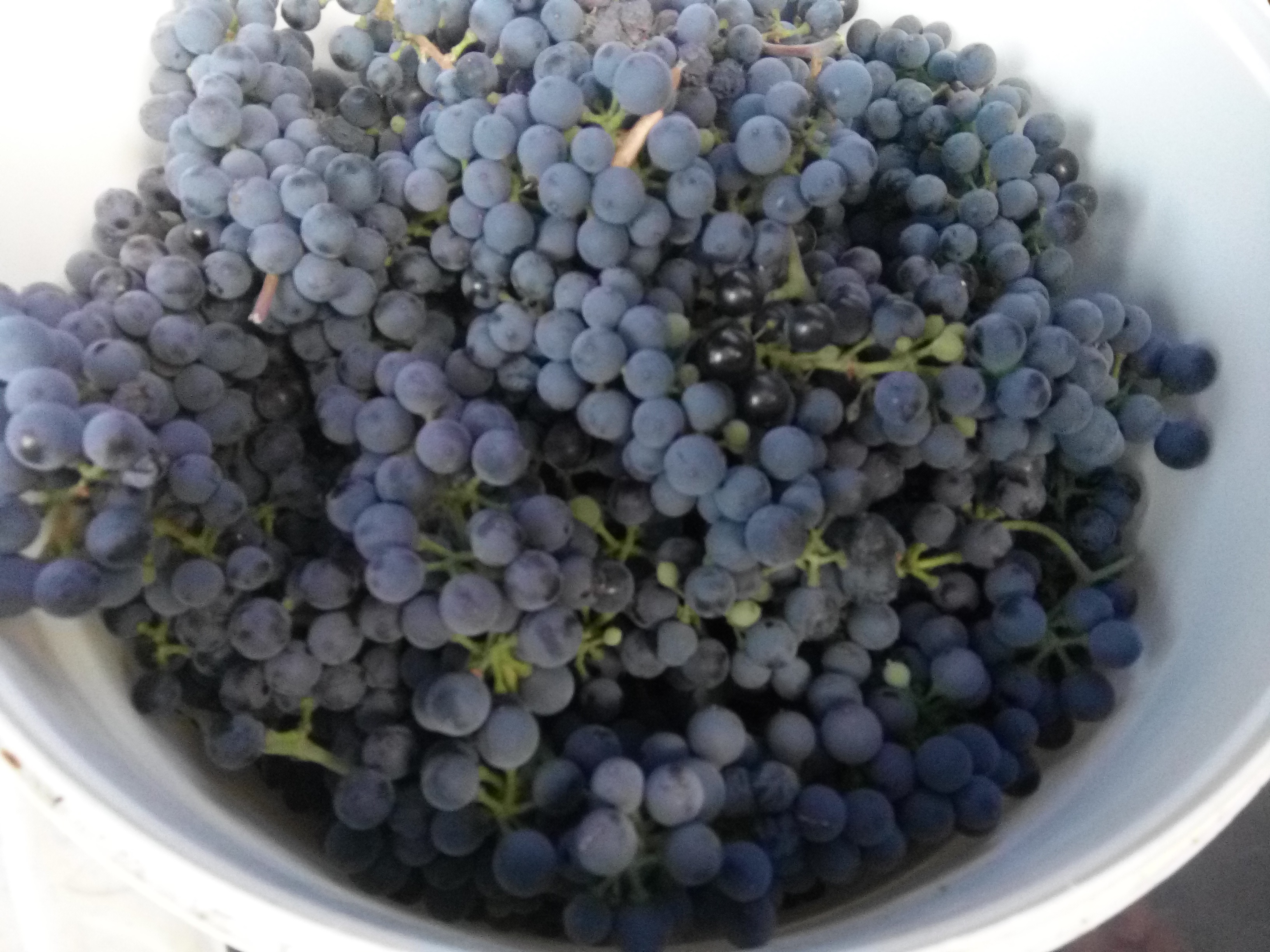 Цимлянский винный виноград