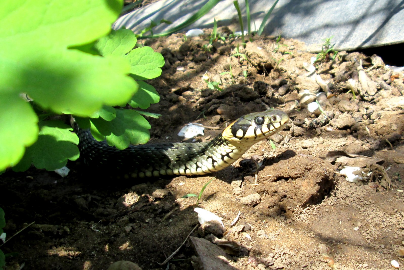 Змей астрахани. Ящеричная змея в Астраханской области. Степная гадюка Астрахань. Змеи Астрахань полоз. Уж обыкновенный Астрахань.