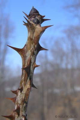 13 Диморфант4_колючки.JPG