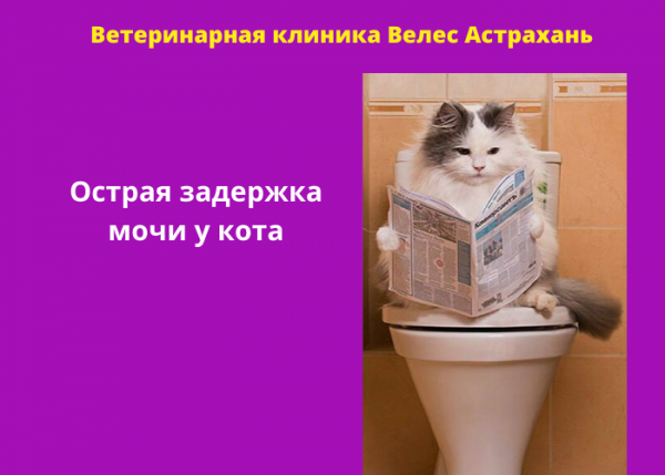 пост в контакт.png