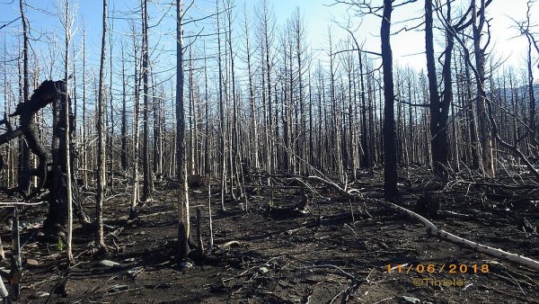 Сгоревшая дотла тайга в р-не м. Елохин.jpg